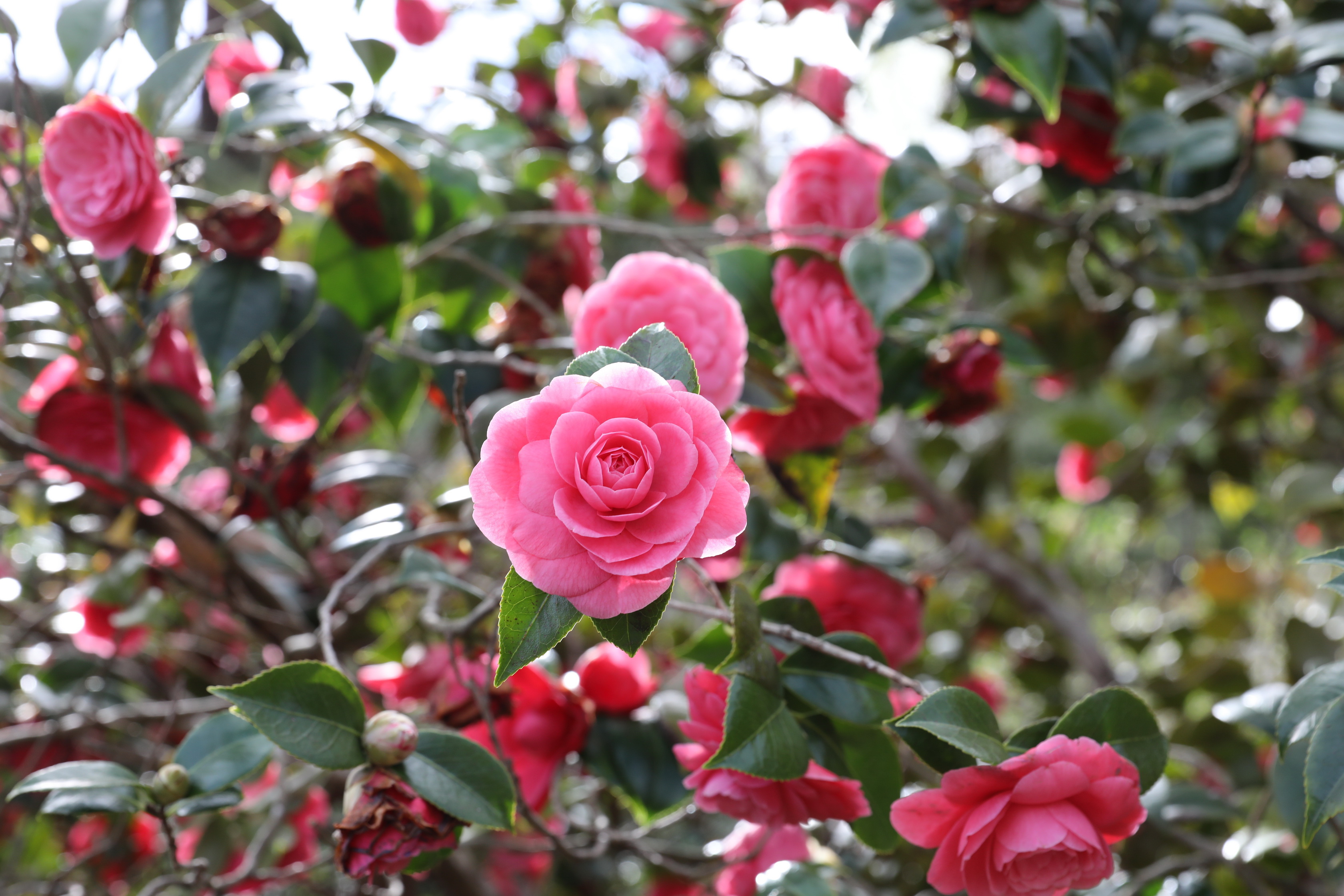 2019 09 21 15 33 00 Canon EOS 5D Mark IV 0011